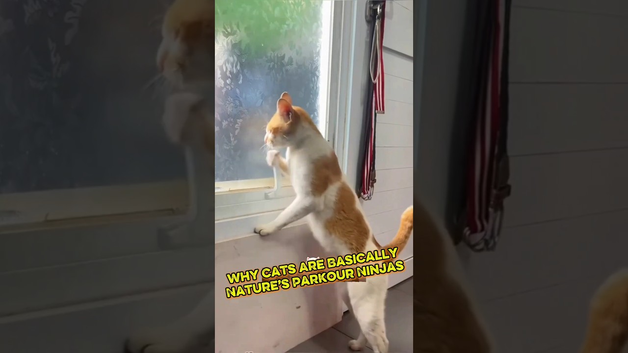 Why Cats Are Basically Nature&rsquo;s Parkour Ninjas 🐈 🐈&zwj;⬛️ #cat #catlover #petlovers #petlover #pets