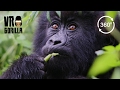 Meet The Mountain Gorillas - 360 VR Video - Short Version