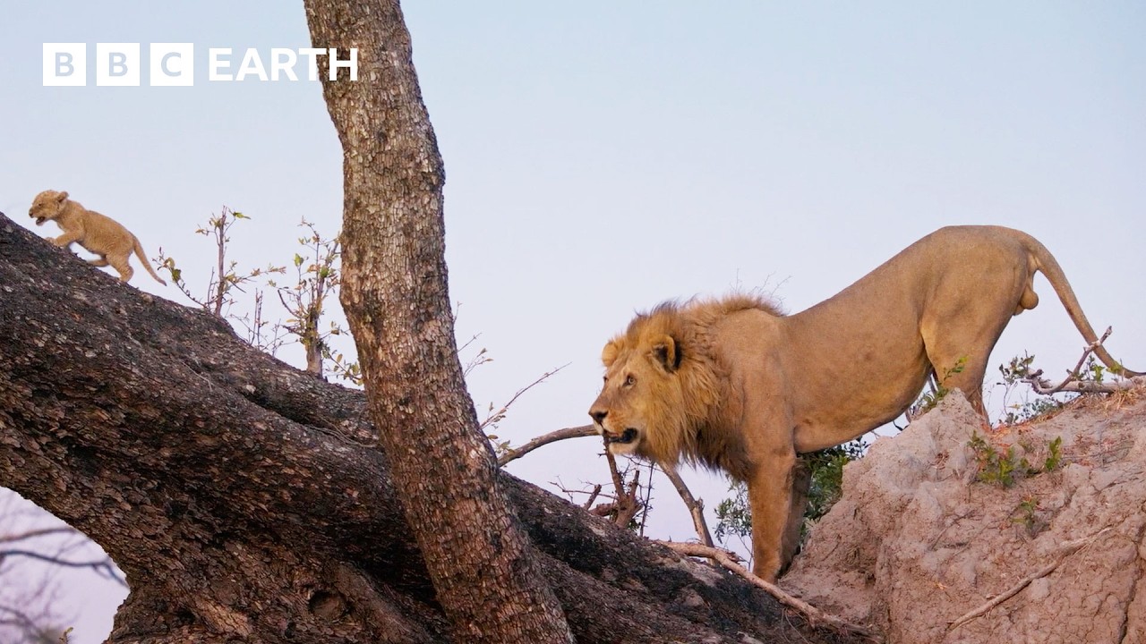 Can This Lion Cub Survive a Perilous Fall? | Big Cats 24/7