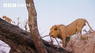 Can This Lion Cub Survive A Perilous Fall? Big Cats 247 Bbc Earth