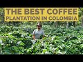 The Best Coffee Plantation in Colombia 4K  🇨🇴