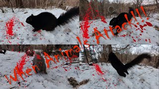 When Animals Attack! - Hungry squirrel edition by Brian 360 144 views 3 months ago 6 minutes, 9 seconds