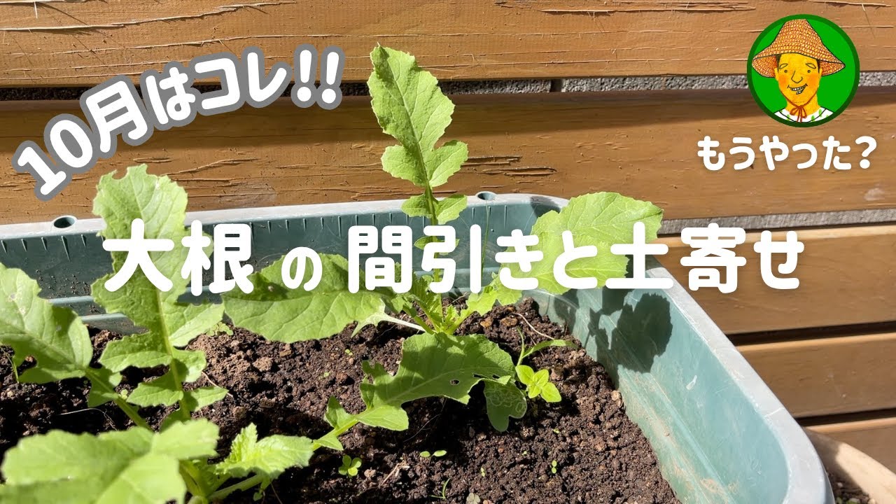 ベランダ菜園_10月】大根の間引きと土寄せ - YouTube