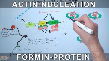 Actin Nucleation by Formin Protein