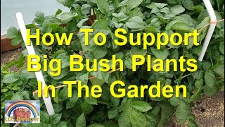 How To Support Big Bush Plants In The Garden