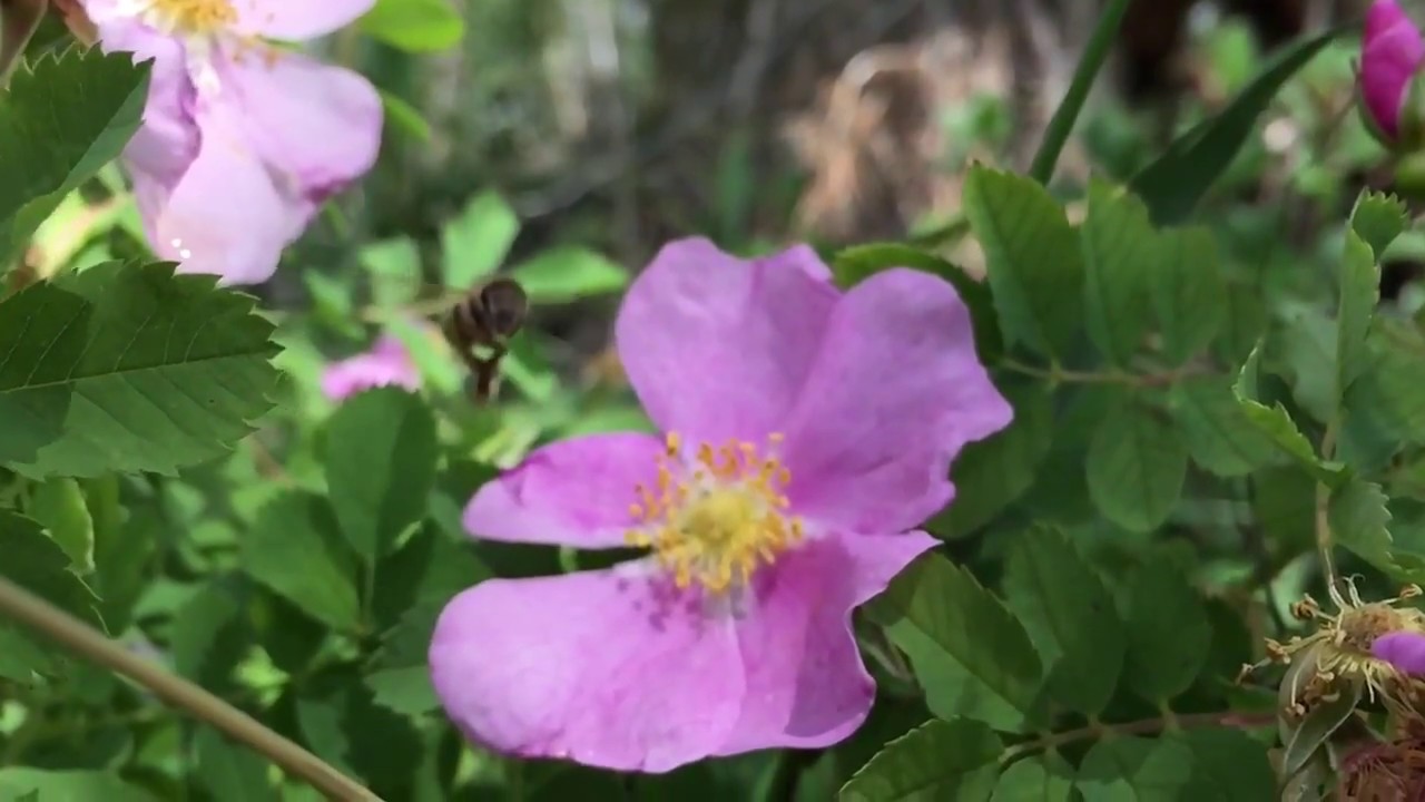 Honey bees pollinating an Alberta Wild Rose YouTube