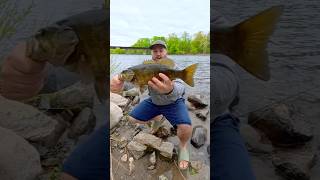 Big Smallmouth Bass on the Ned Rig #bassfishing #fishing #basstackle #bassbait
