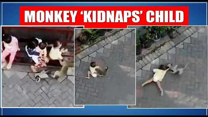 Monkey on a Bike Tries to Kidnap a Toddler II Monkey 'kidnaps' a baby   crazy monkey