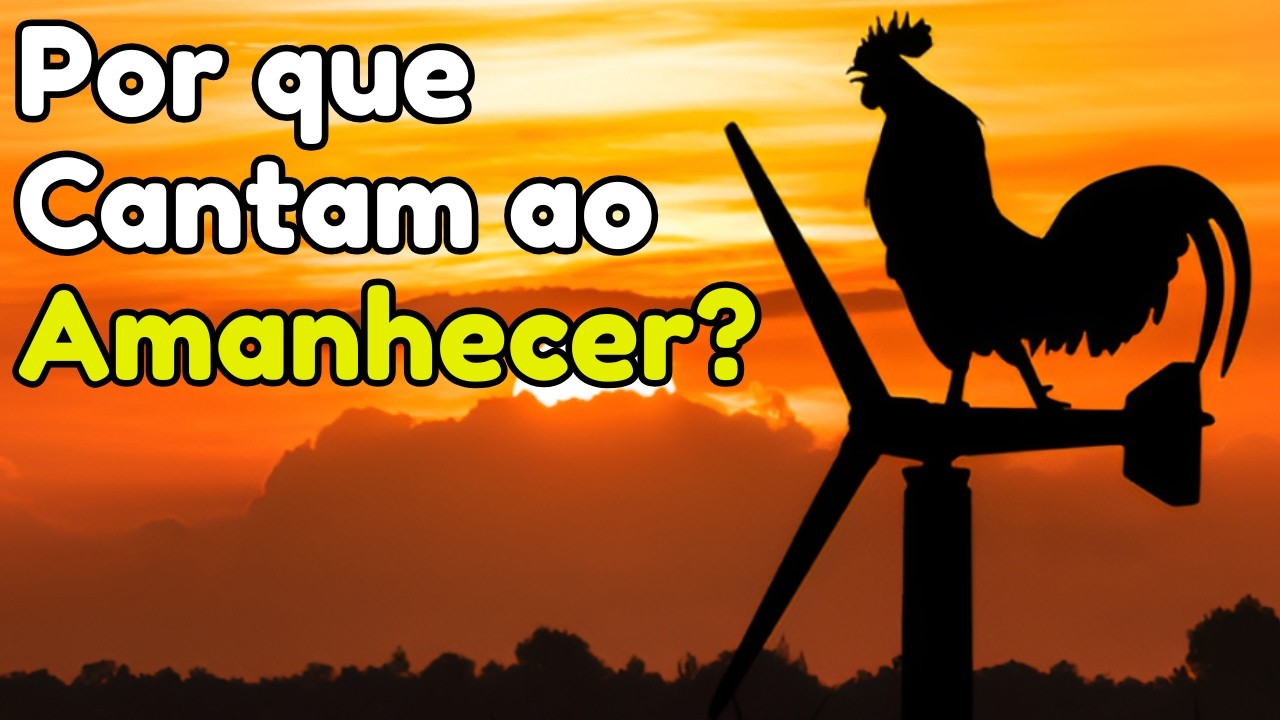 Por Que os GALOS Cantam Ao Amanhecer? 🐓 | A ciência que você não conhecia