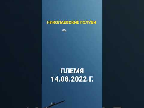Николаевские голуби. (Племя.