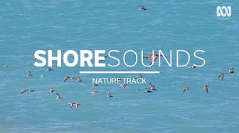 Relaxing birdsong by the ocean — sleep music (2.5 hours) | Nature Track