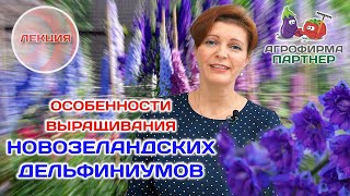 картинка: Особенности выращивания новозеландских дельфиниумов #семена #дача #цветывсаду