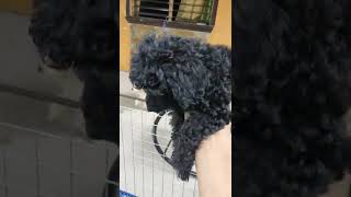 dog lovers toy poodle