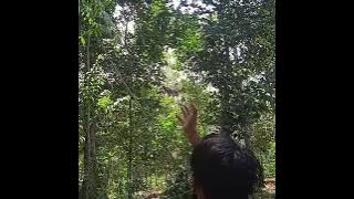 MISI MENJATUHKAN DURIAN DENGAN ANGIN WASILAH QOSAM JALILLAH