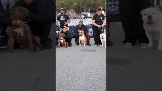 Old English Bulldog Stack Up At The Beast Of East Show Va