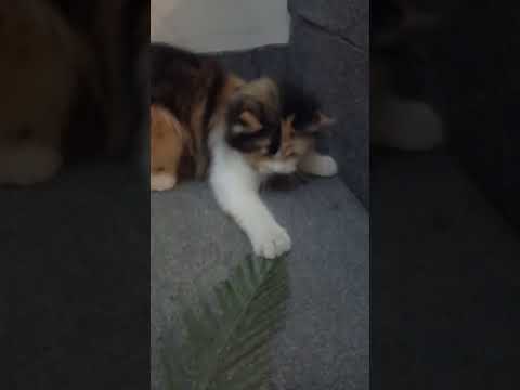 Num Num Num