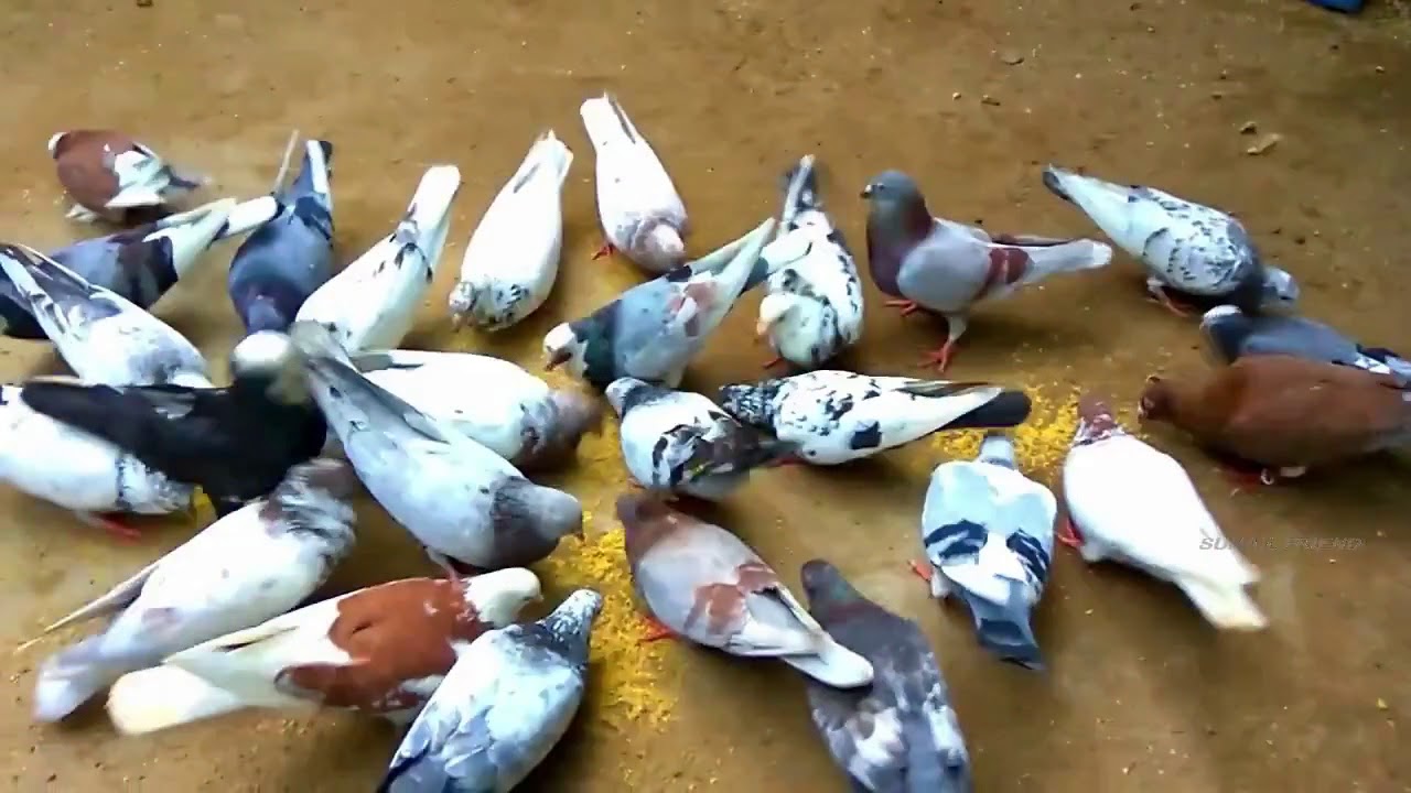Pigeon's best food The favourite food - YouTube