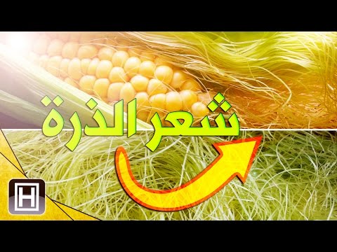 فيديو: 5 طرق للطهي بالفطر