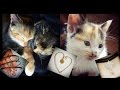 Meet our FOUR Kittens & my new Jewellery | LetzMakeup