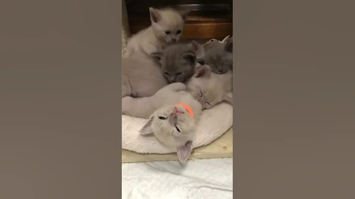 Watch the video about Burmese kittens twinkle