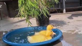 My duckling Diko is trying to eat ants