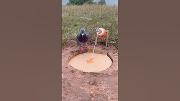 Quick Pigeon Trap Using Paper #shorts