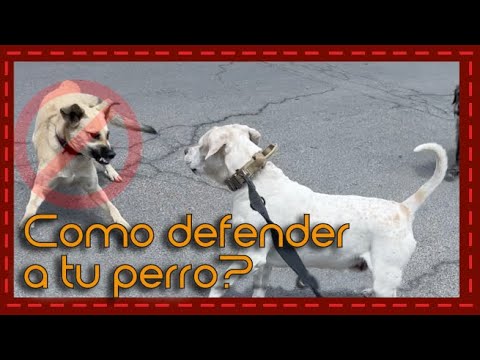 Video: Razones para neutralizar a tu perro