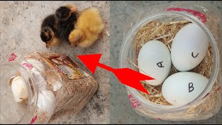 Hatch Eggs Without Incubator \/ Sunlight Duck Egg Hatching \/  Incubator Plastic Box Help Sunlight