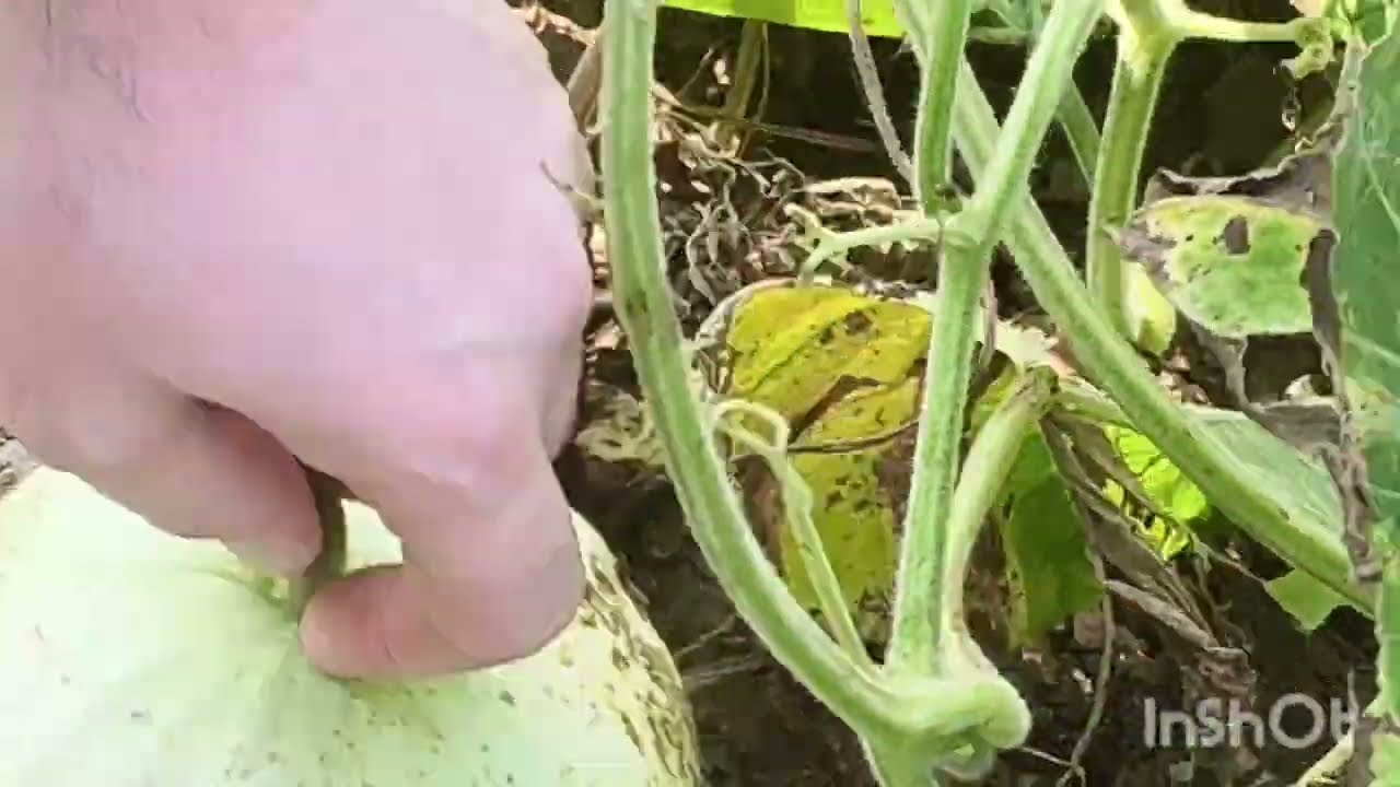 How to grow larger pumpkin 