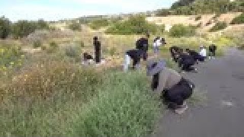 Invasive Species Plant Removal