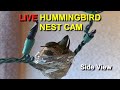 Live Allen's Hummingbird Nest Cam: Watch the Babies from Hatch to their First Flight (Side View)