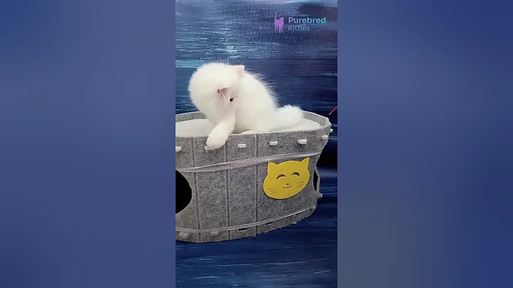 Watch the video about Adopt Florenc