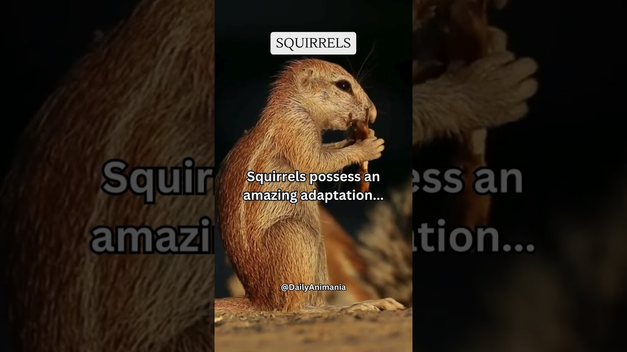 Squirrels possess an amazing adaptation    