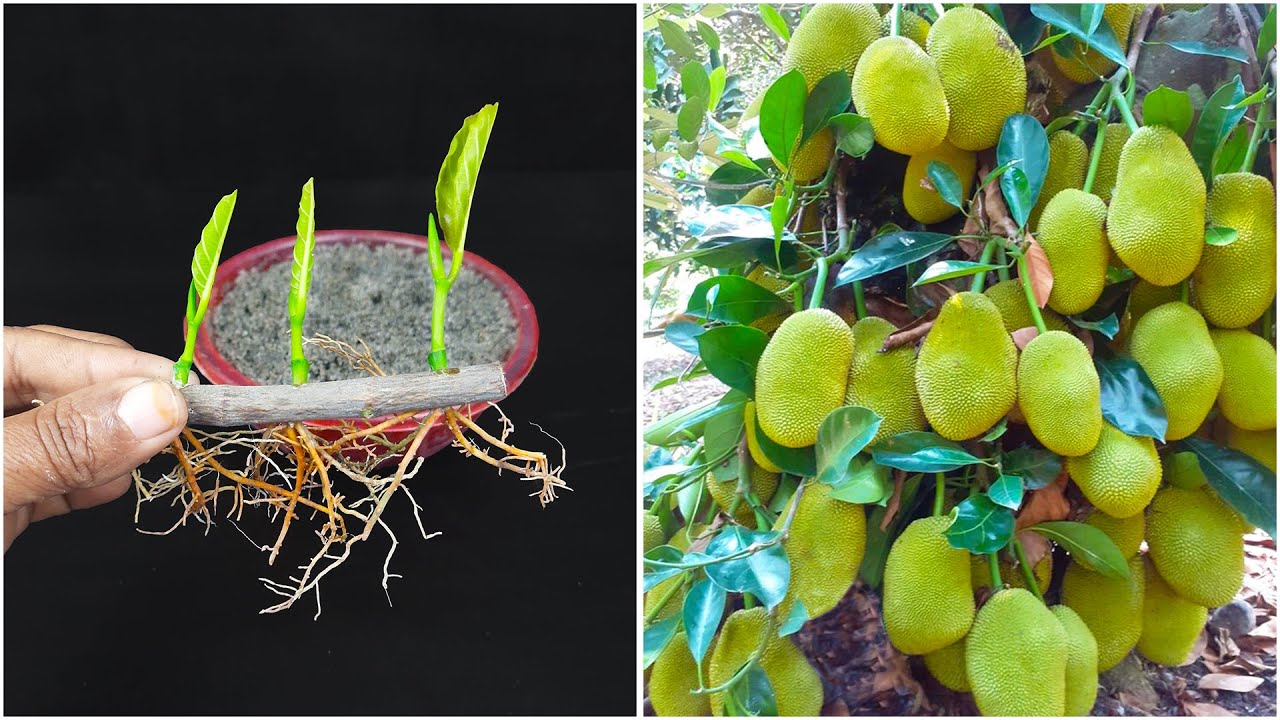 Stem turn into plant method | Growing jack fruit plant at home