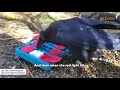 Woman takes disabled raven under her wing