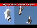 Amazing super backflip performer pigeon  the great trumpeter exclusive  tumbler pigeons