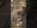 DONT TRUST THOSE LADDERS #huntshowdown #gaming
