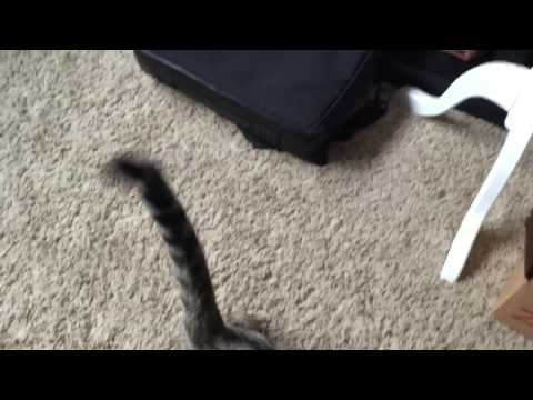 Curiosity Killed The Cat 