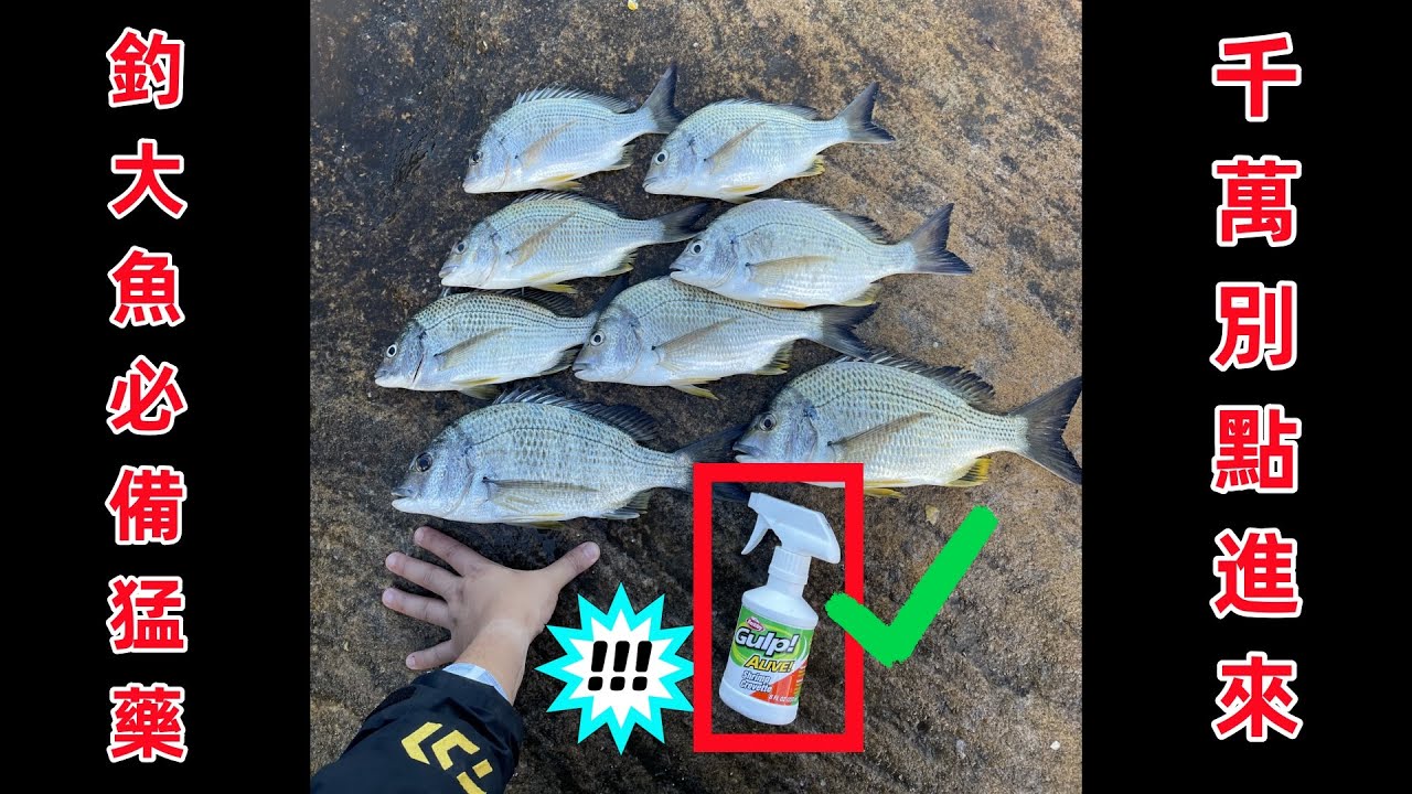 磯釣神奇釣法+大魚誘捕猛藥 仙的很  全遊動 #磯釣 #全遊動 #釣魚 縮圖
