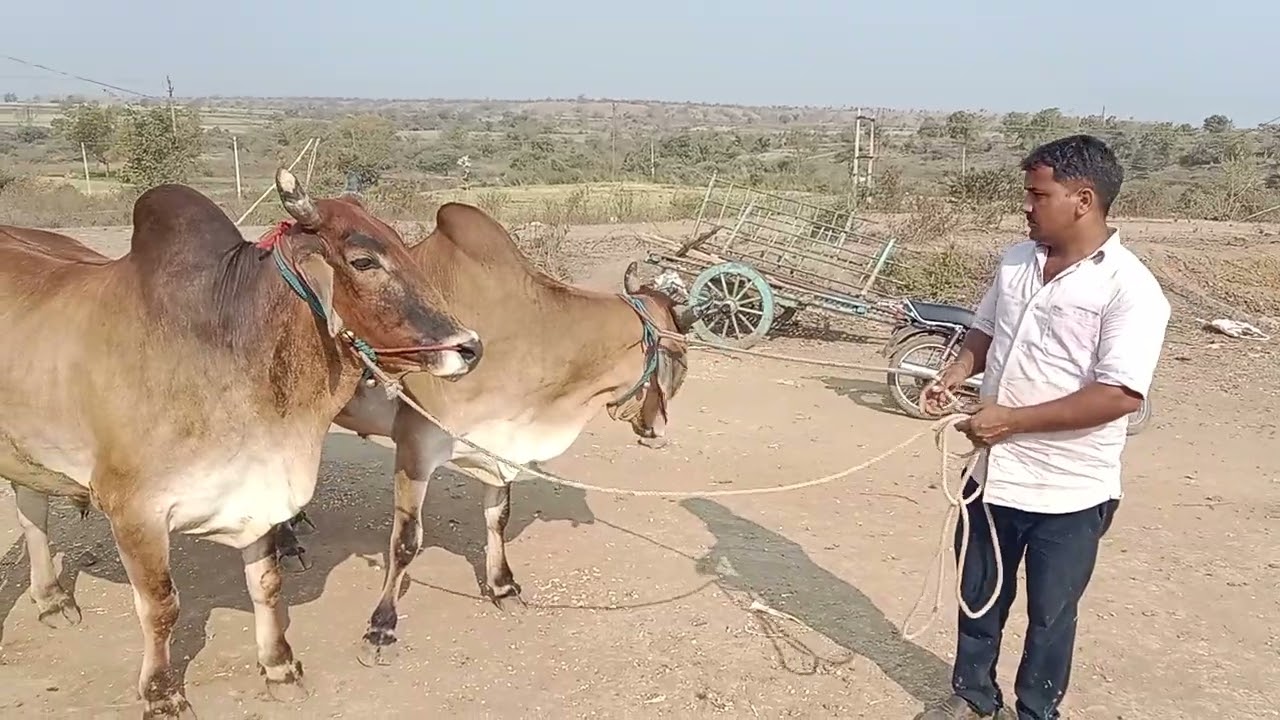 9131629857दो बैल देखने को मिले हैं बीजापुरी रेडी नस्ल के