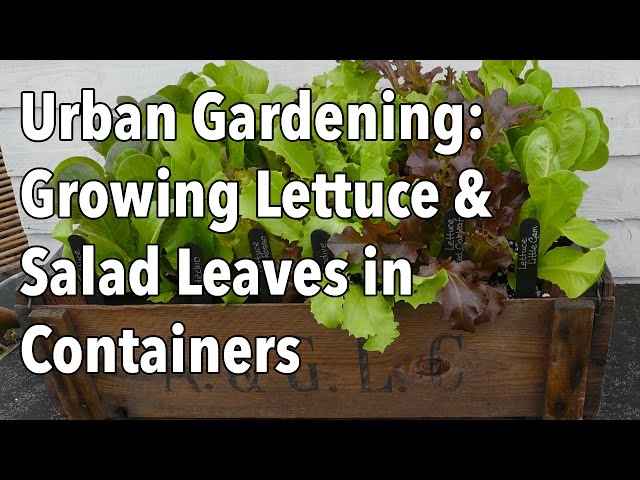 Urban Gardening: Growing Lettuce & Salad Leaves in Containers - YouTube