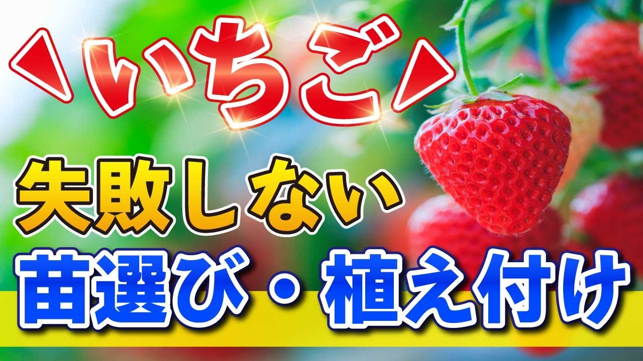 2. [Strawberry cultivation] Planting [Fertilizer explanation] Easy