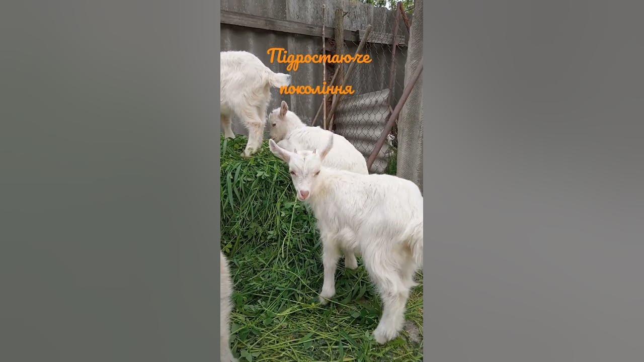 Козинята. Життя в селі. - YouTube