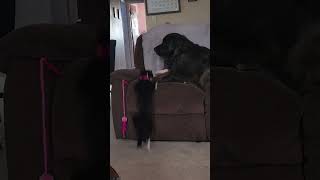 full (tiny) 🌙lol .. watch Marley grab his support stuffie afterwards 🥹