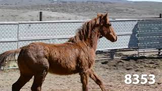 Animals Available at Oregon's Wild Horse Corral Facility - March 19, 2024