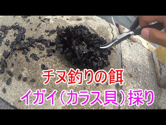 チヌ釣りの餌 イガイ（カラス貝）の採取、取り方 - YouTube