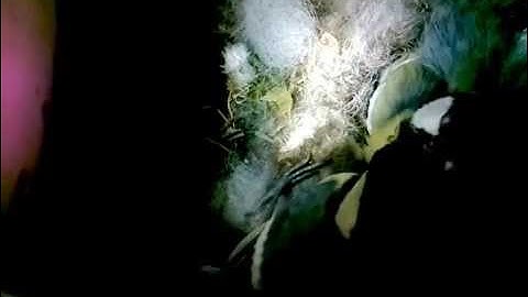 Raspberry Pi Bird Box 2015-05-07 17:00