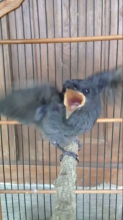 Anakan Burung Srigunting Abu Abu
