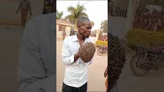 Bees Join Police in Epic Capture of cow thieves