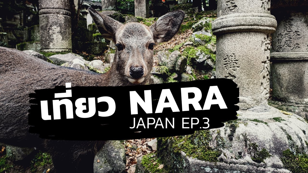 เที่ยวญี่ปุ่น Japan EP.3 : เที่ยวนารา (์Nara) [One free day]